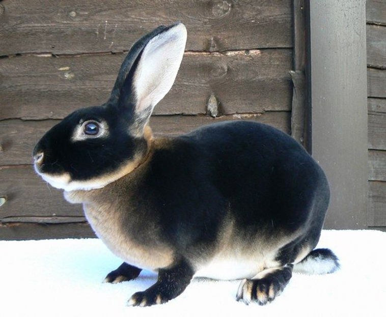 Black Otter Rex Rabbit