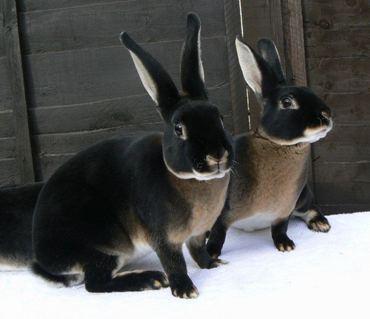 Black Otter Rex Rabbit