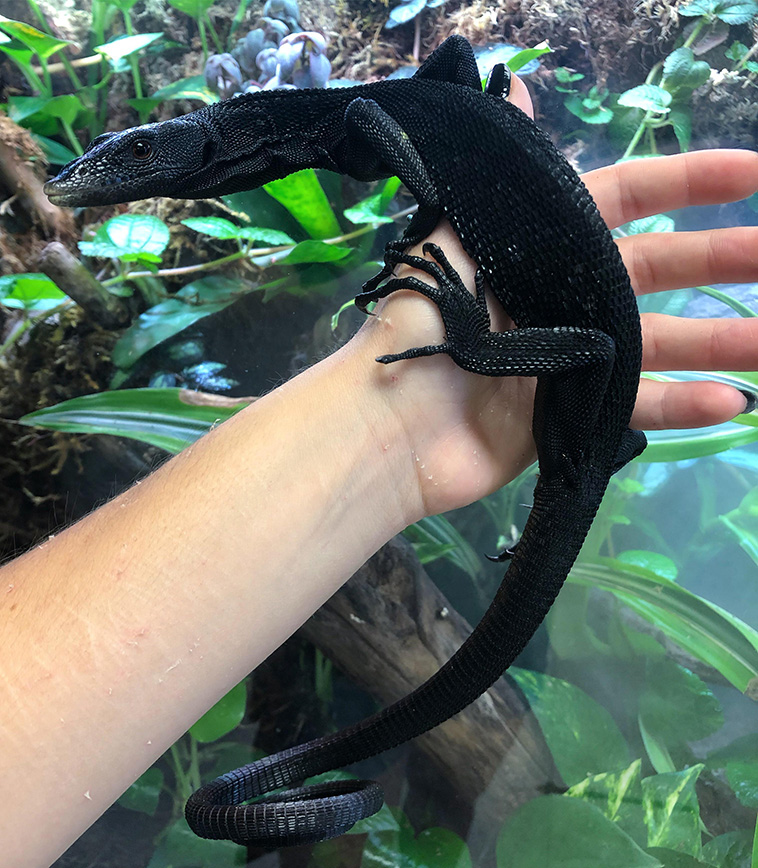 Black Tree Monitor