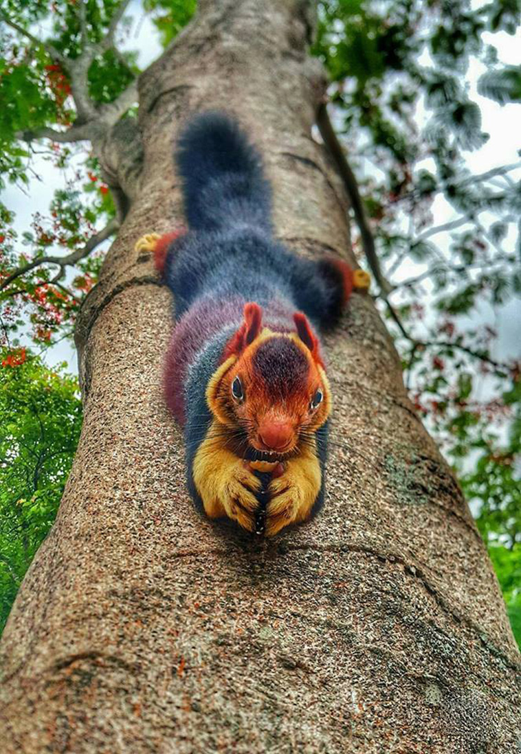Indian Giant Squirrel