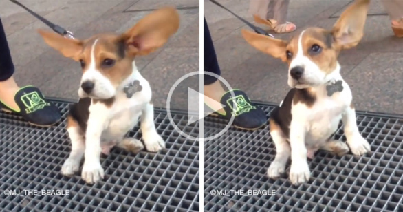 Beagle ears flapping