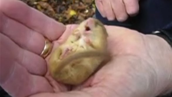 Snoring Dormouse
