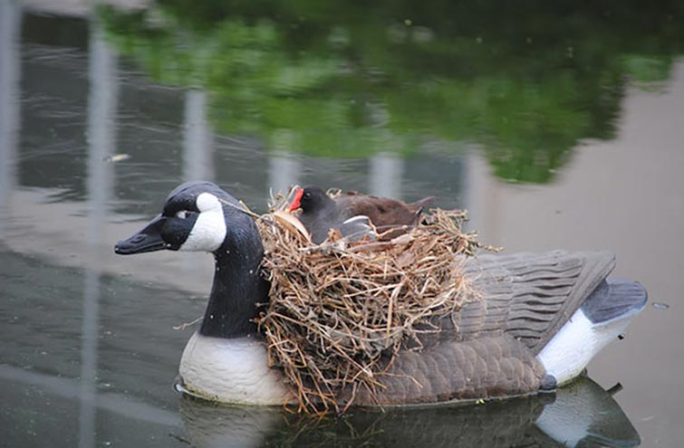 Unusual Bird Nests