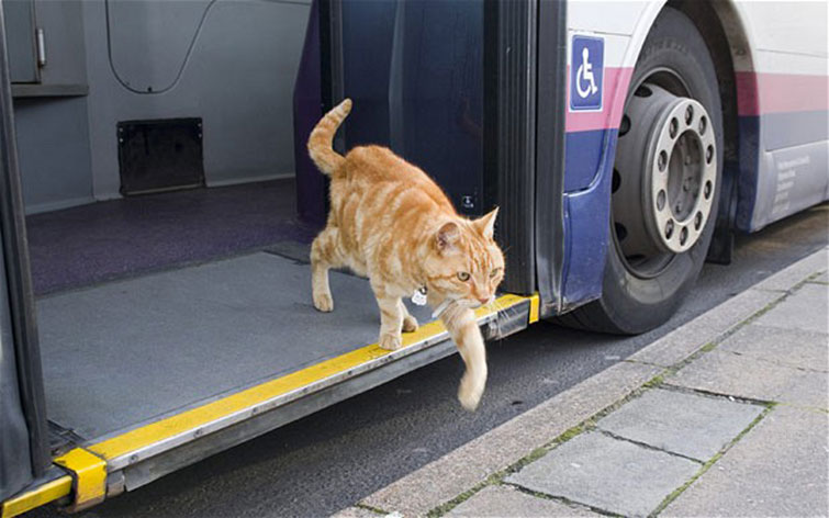 Artful Dodger cat Catching Bus