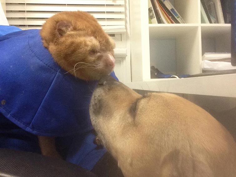 cat housefire survivor comforts animals