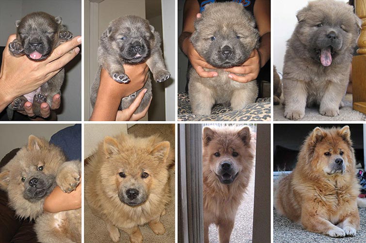 dogs before and after