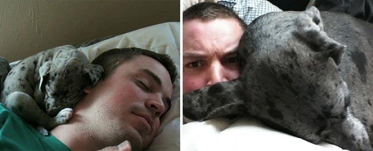 dogs before and after