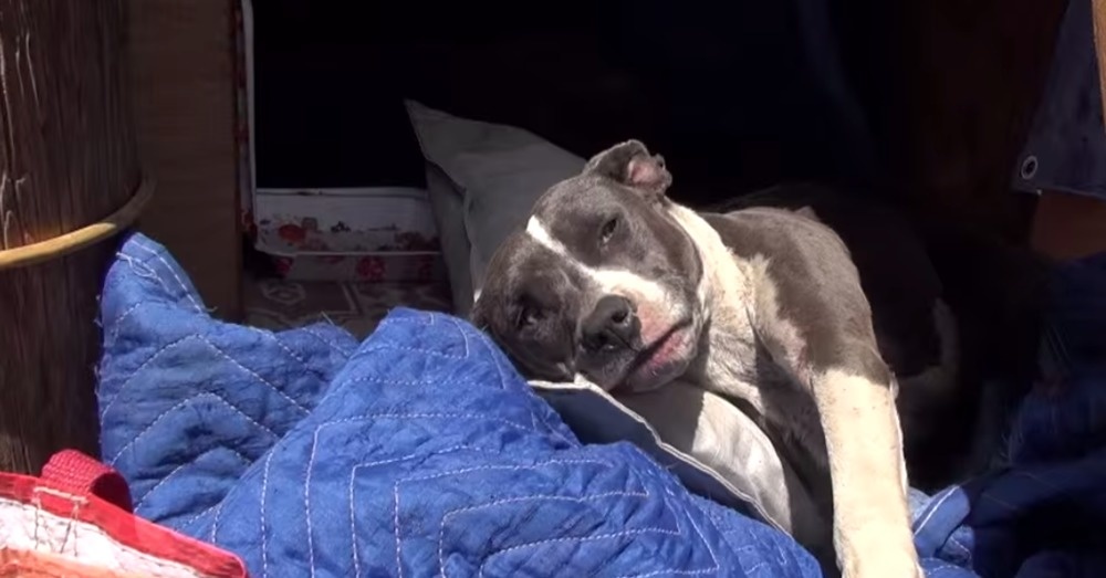 rescued pit bulls