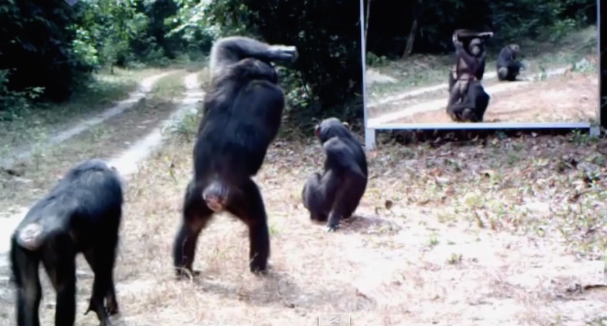 Wild Animals mirror Reflections