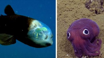 strange animals