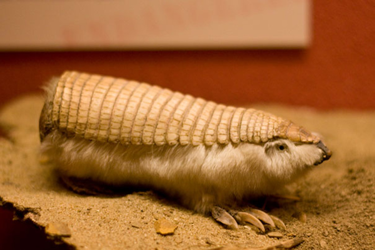>Pink Fairy Armadillo