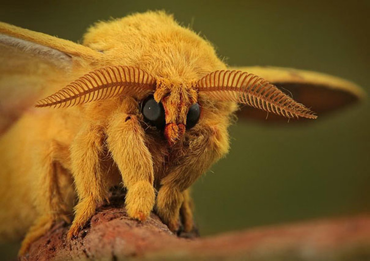 strange animals