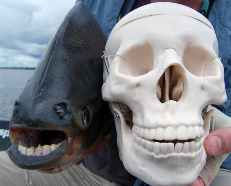 strange animals