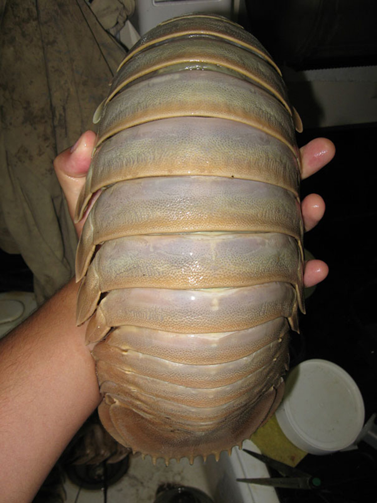 Giant Isopod