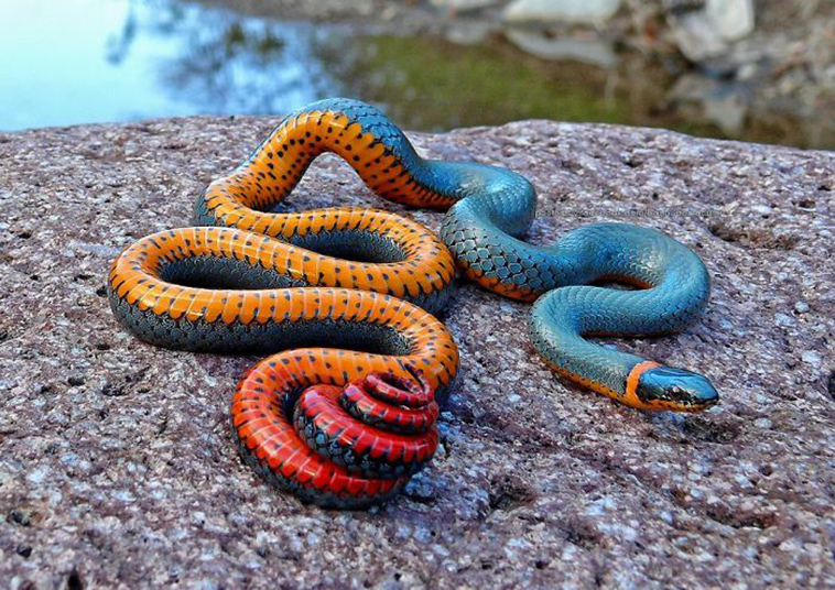 strange animals