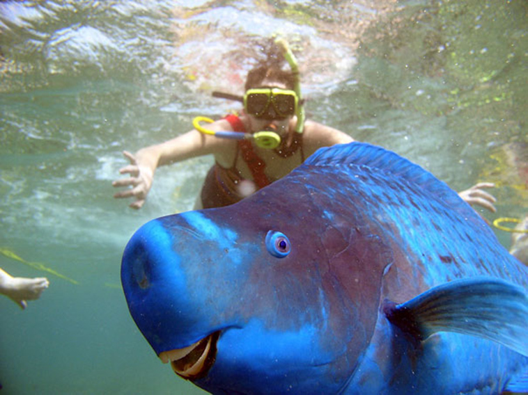 strange animals