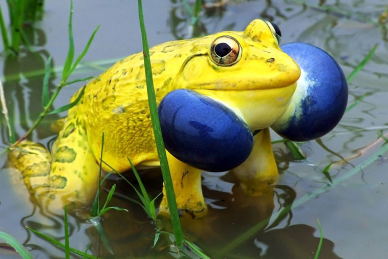 strange animals