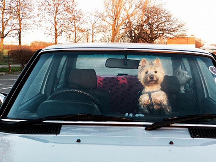 It’s-Now-Legal-to-Break-Into-Cars-to-Save-Dogs-in-Tennessee