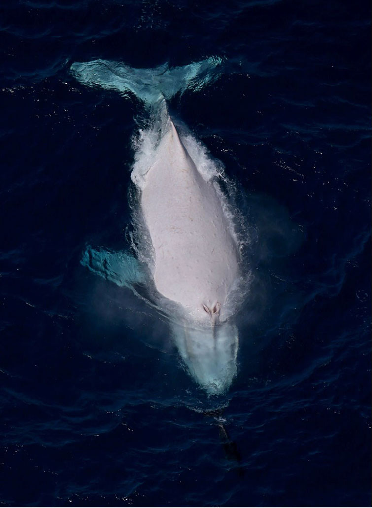 Migaloo-portrait_MarcMCormNews_2015_05_28
