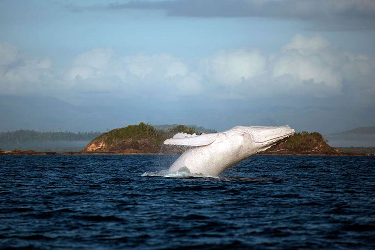 Migaloo_breaching_JennyDean_2015_05_28_GalleryLarge