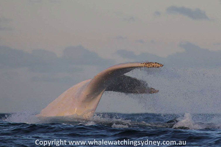 Migaloo_tail_2015_05_28_GalleryLarge