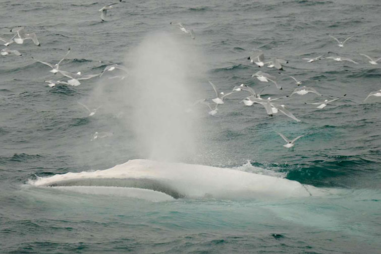 Norway-whale2_2015_05_28_GalleryLarge