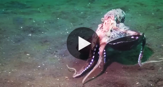 Funny Octopus