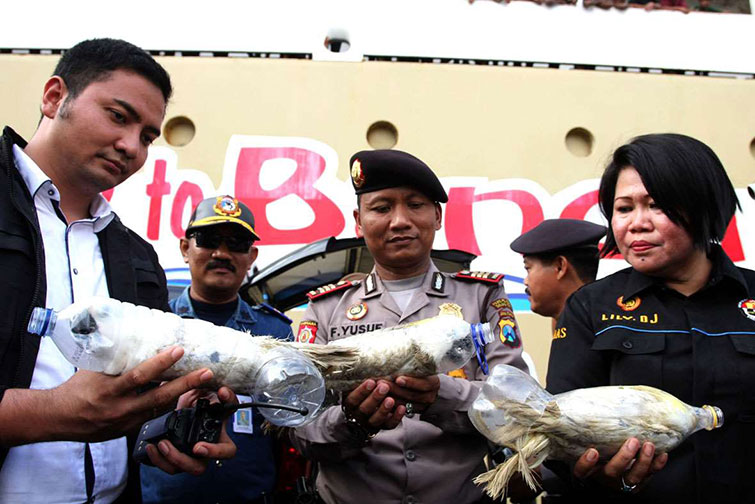 Wildlife Smuggler cockatoos