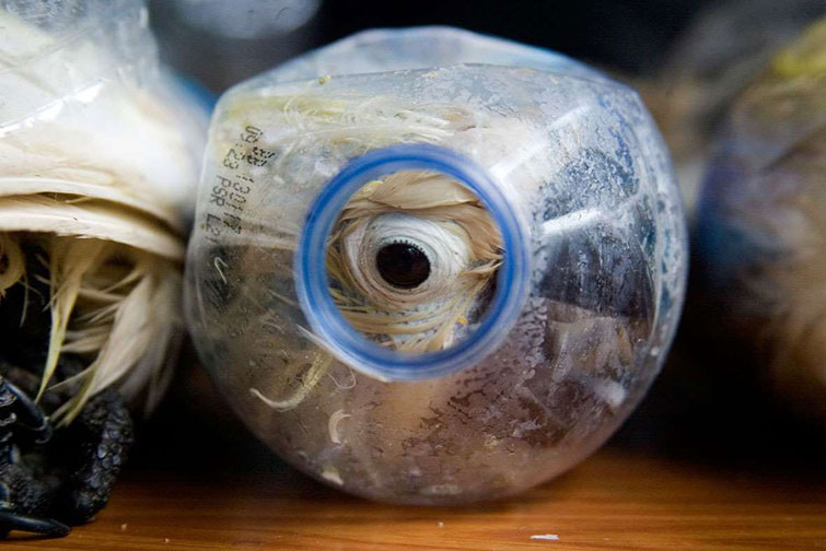 Wildlife Smuggler cockatoos