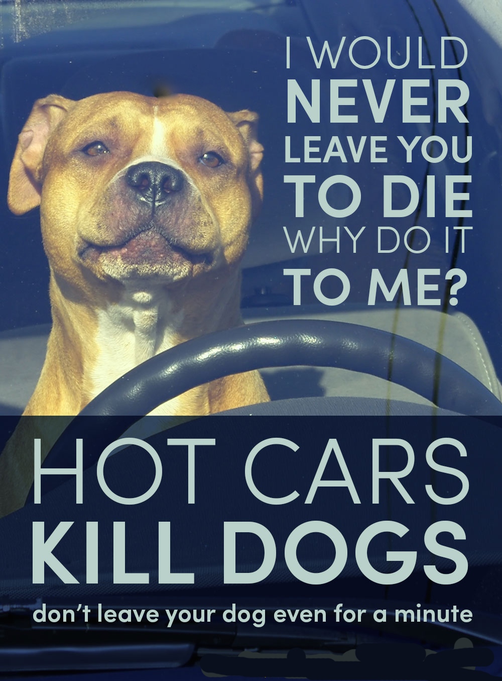 dog in hot car