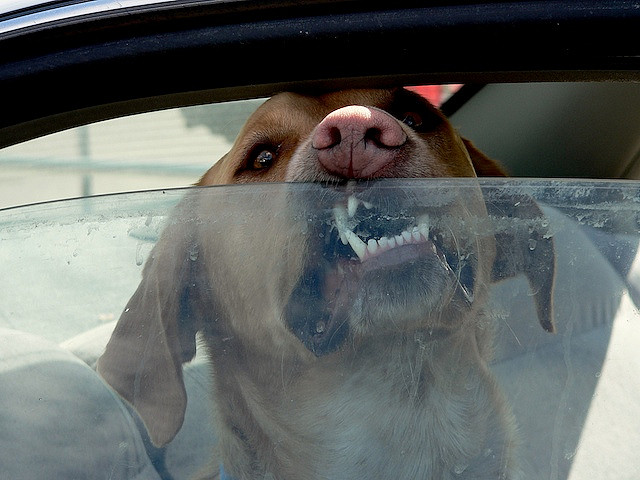 dog in hot car