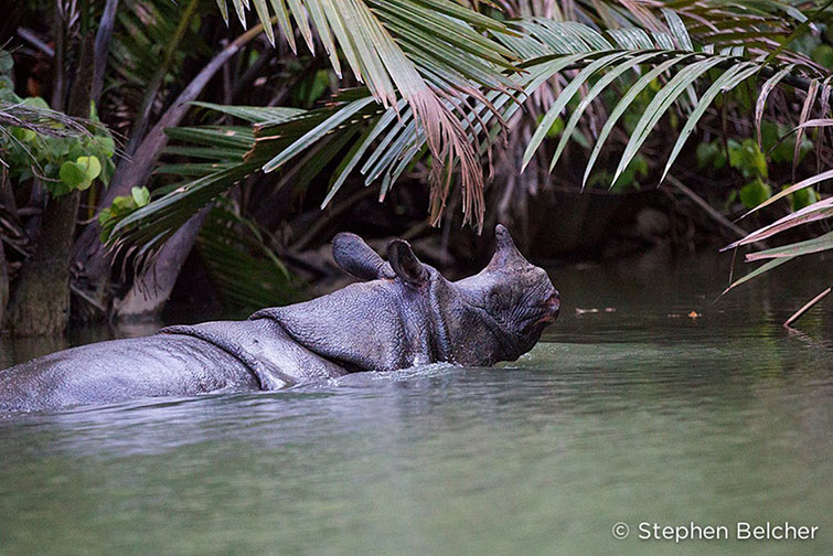 RHINO
