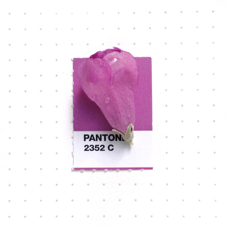 Pantone Swatches