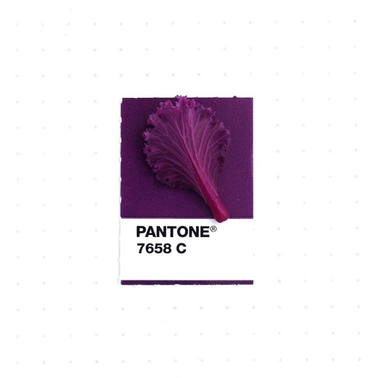 Pantone Swatches