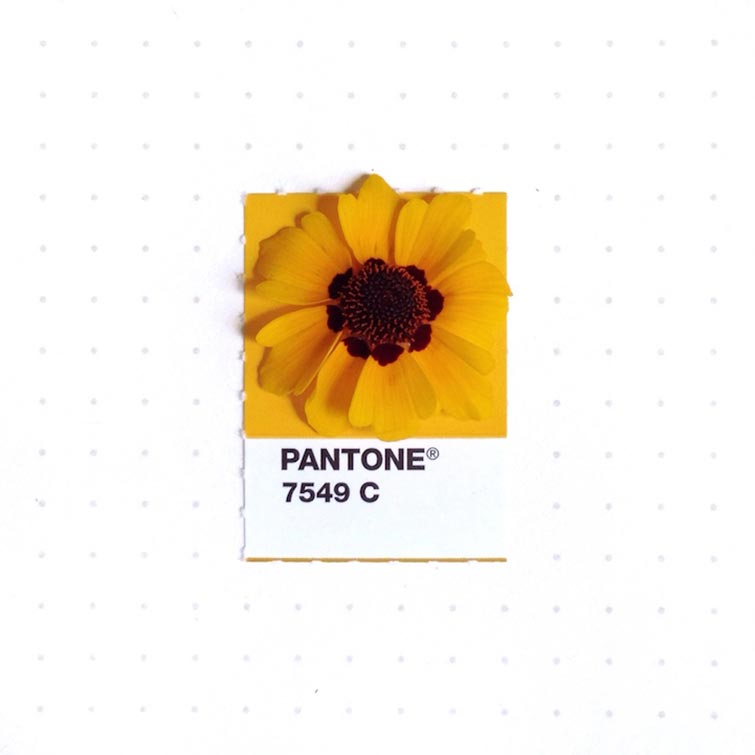 Pantone Swatches