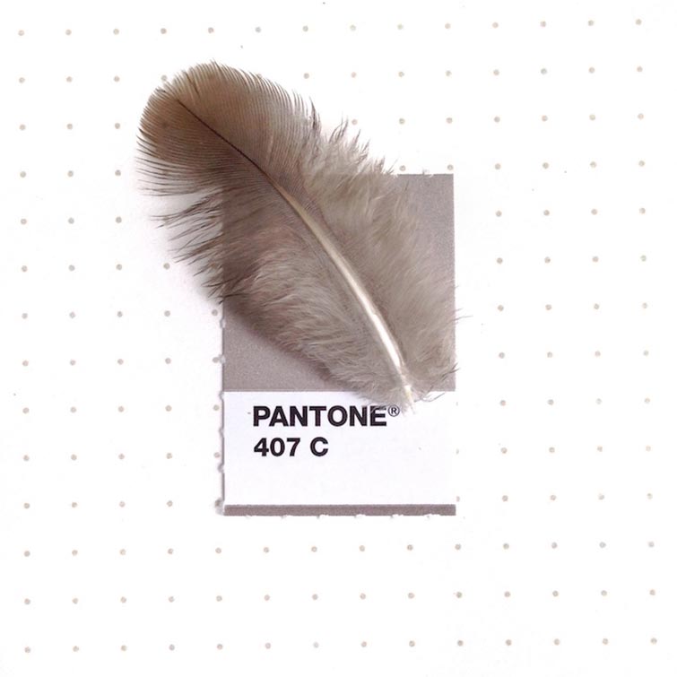 Pantone Swatches