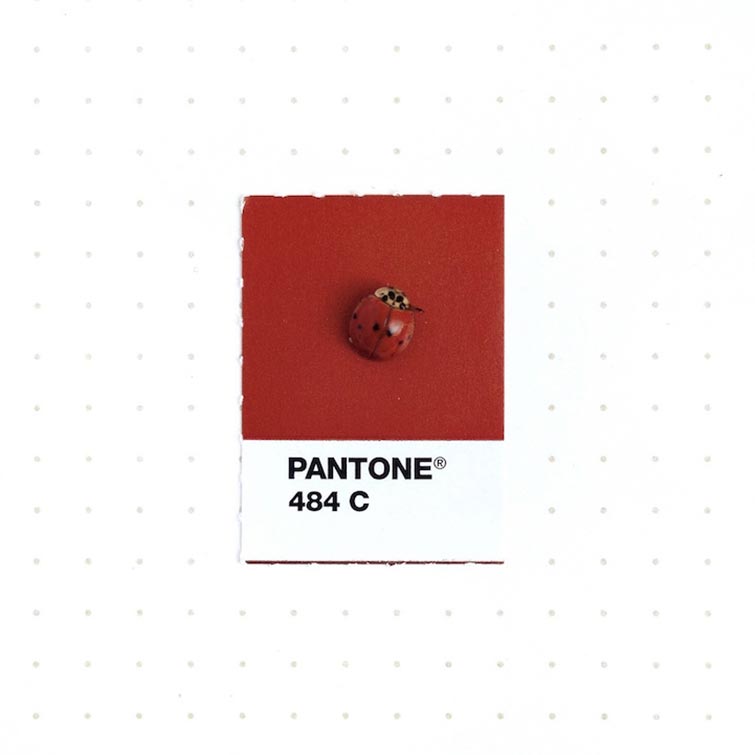 Pantone Swatches