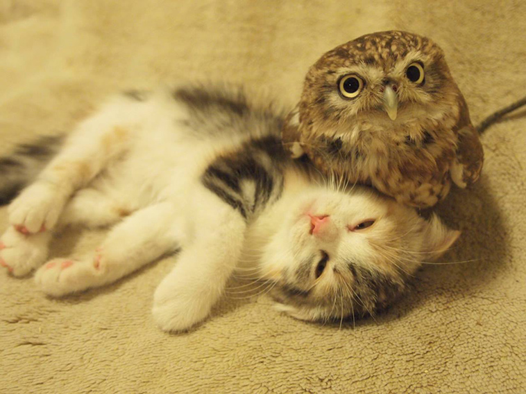kitten-owl-best-friends