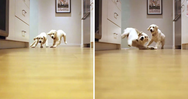 Puppies Running for Dinner Timelapse