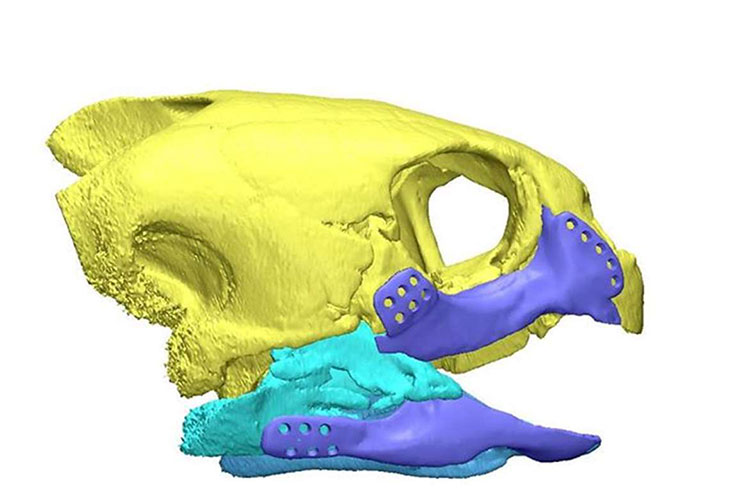 Endangered Turtle 3D-Printed