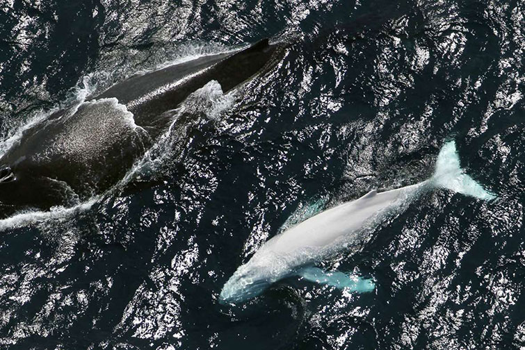 whale-and-albino-calf-side-by-side_2015_05_28_GalleryLarge