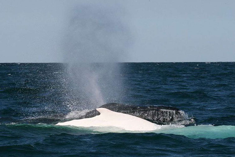 whale-and-albino_2015_05_28_GalleryLarge