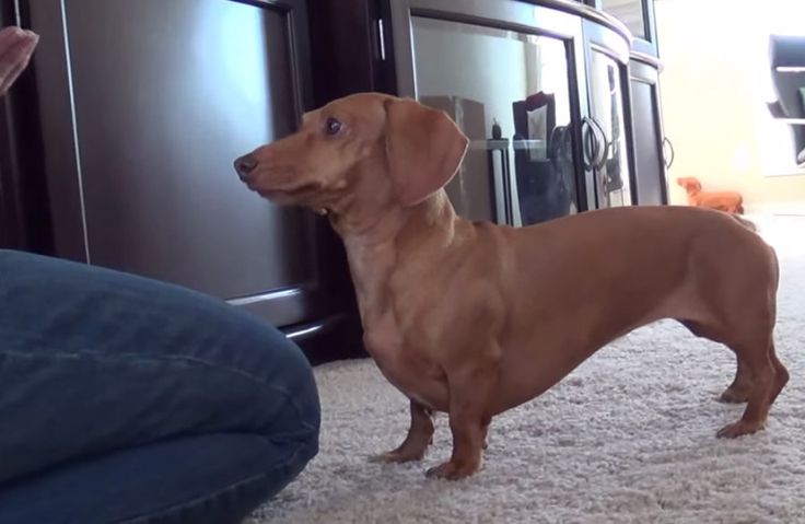 Dachshund