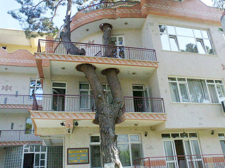 architecture around the trees