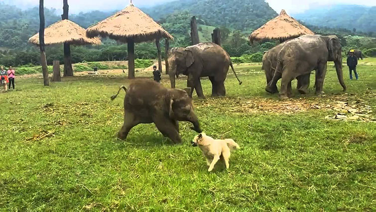 baby elephant