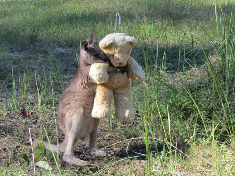 Orphaned Baby Kangaroo teddy bear