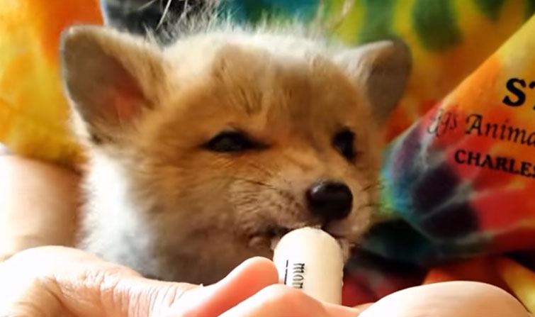 baby fox