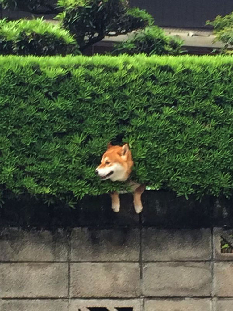Shiba Inu Gets Stuck