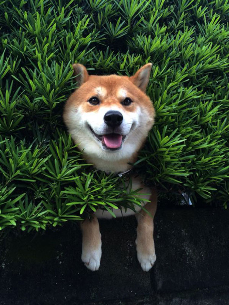 Shiba Inu Gets Stuck