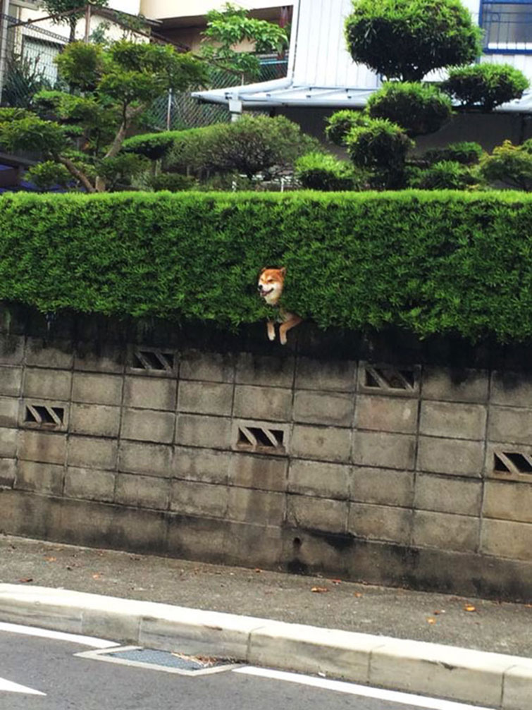 Shiba Inu Gets Stuck